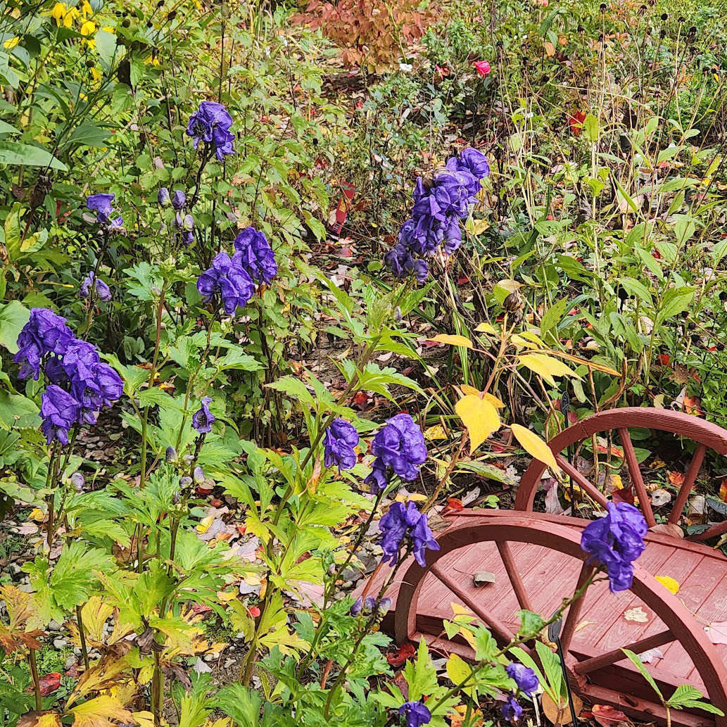 Aconitum napellus