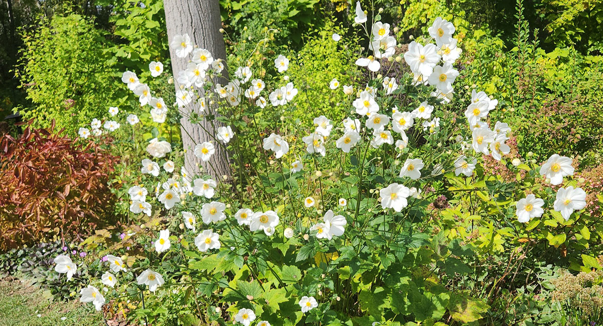 Anemone Honorine Jobert