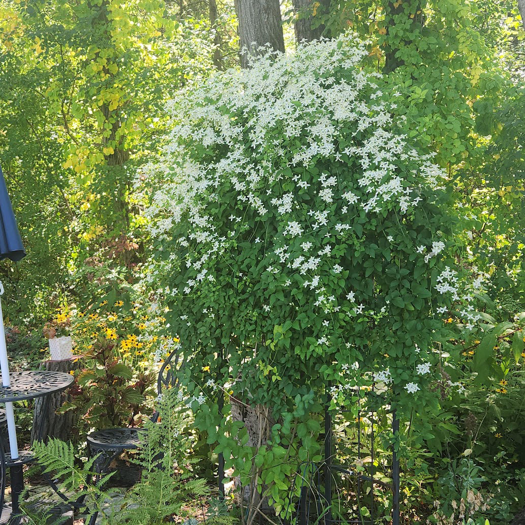 Clematis terniflora