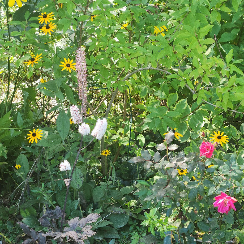 fall garden with flowers