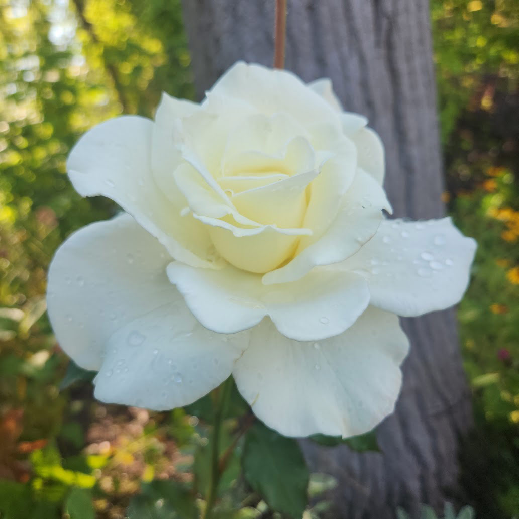 close up of white rose