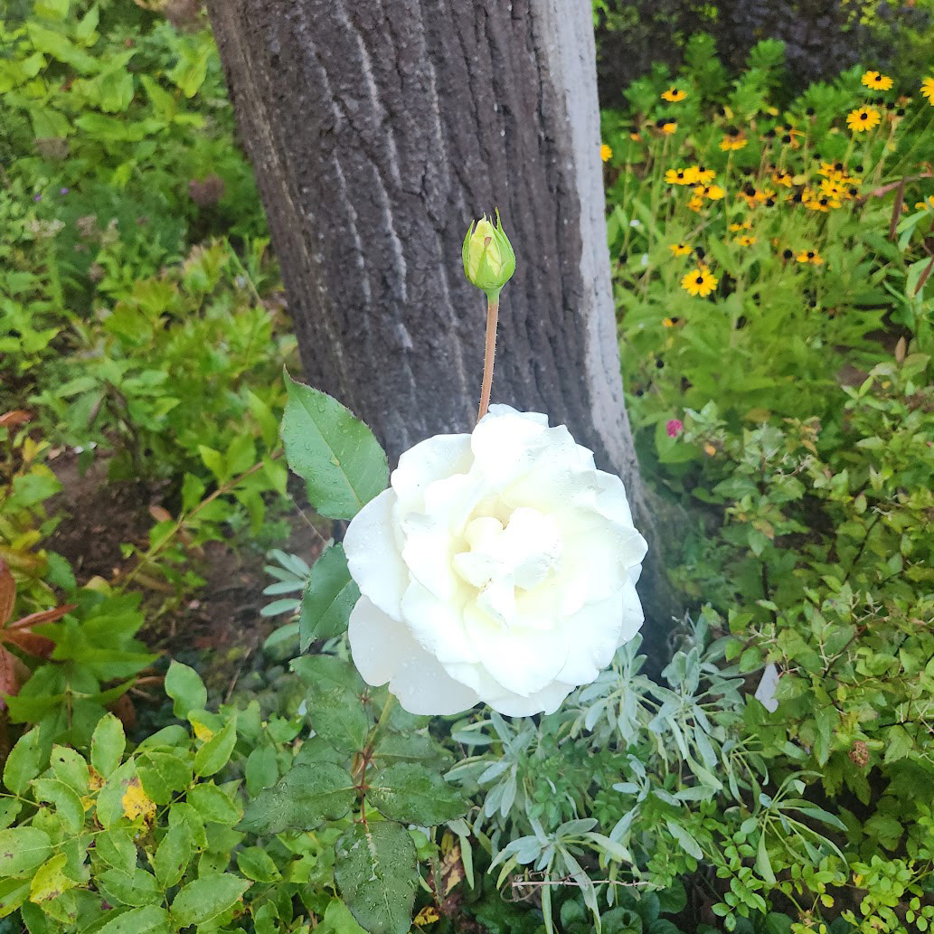 white rose at base of tree