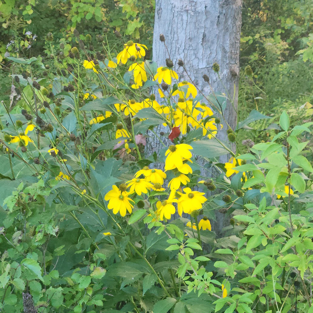 Rudbeckia nitida