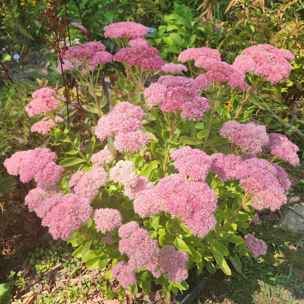 Sedum spectabile Autumn Joy