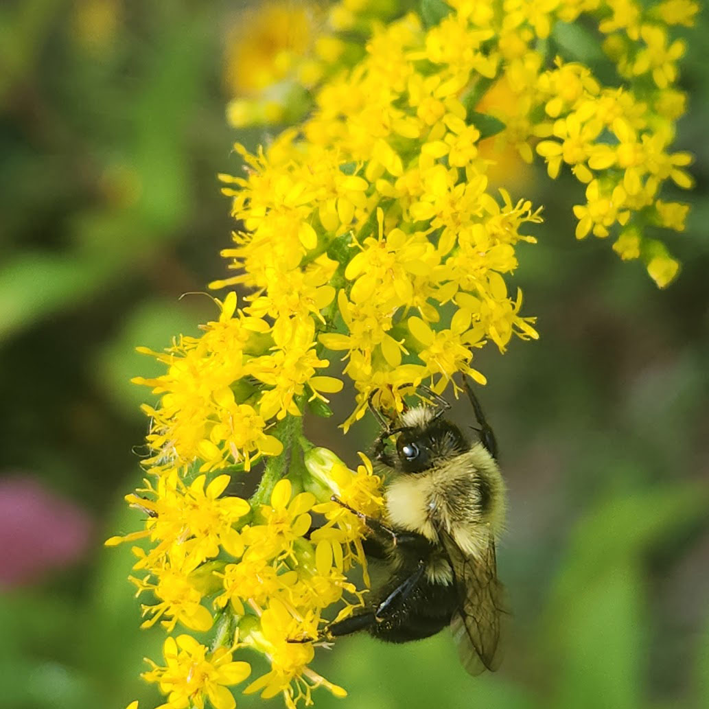 Solidago shortii Solar Cascade