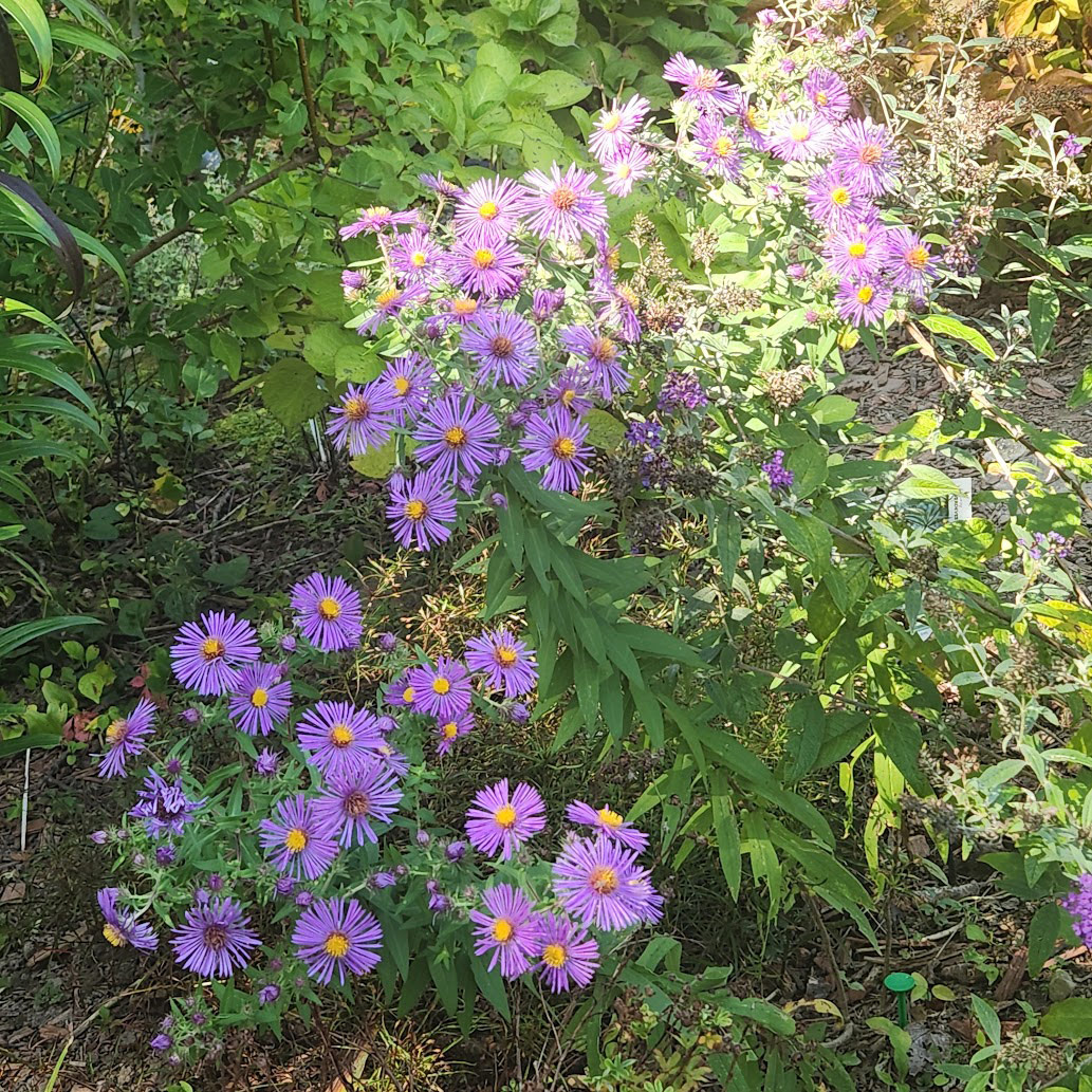 Symphyotrichum novae angliae