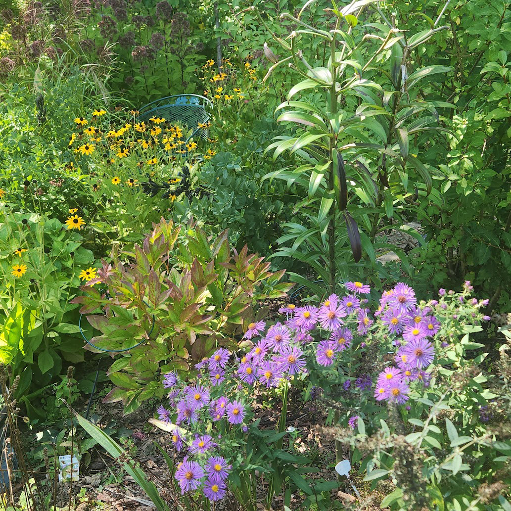 fall garden with yellow and purple plants