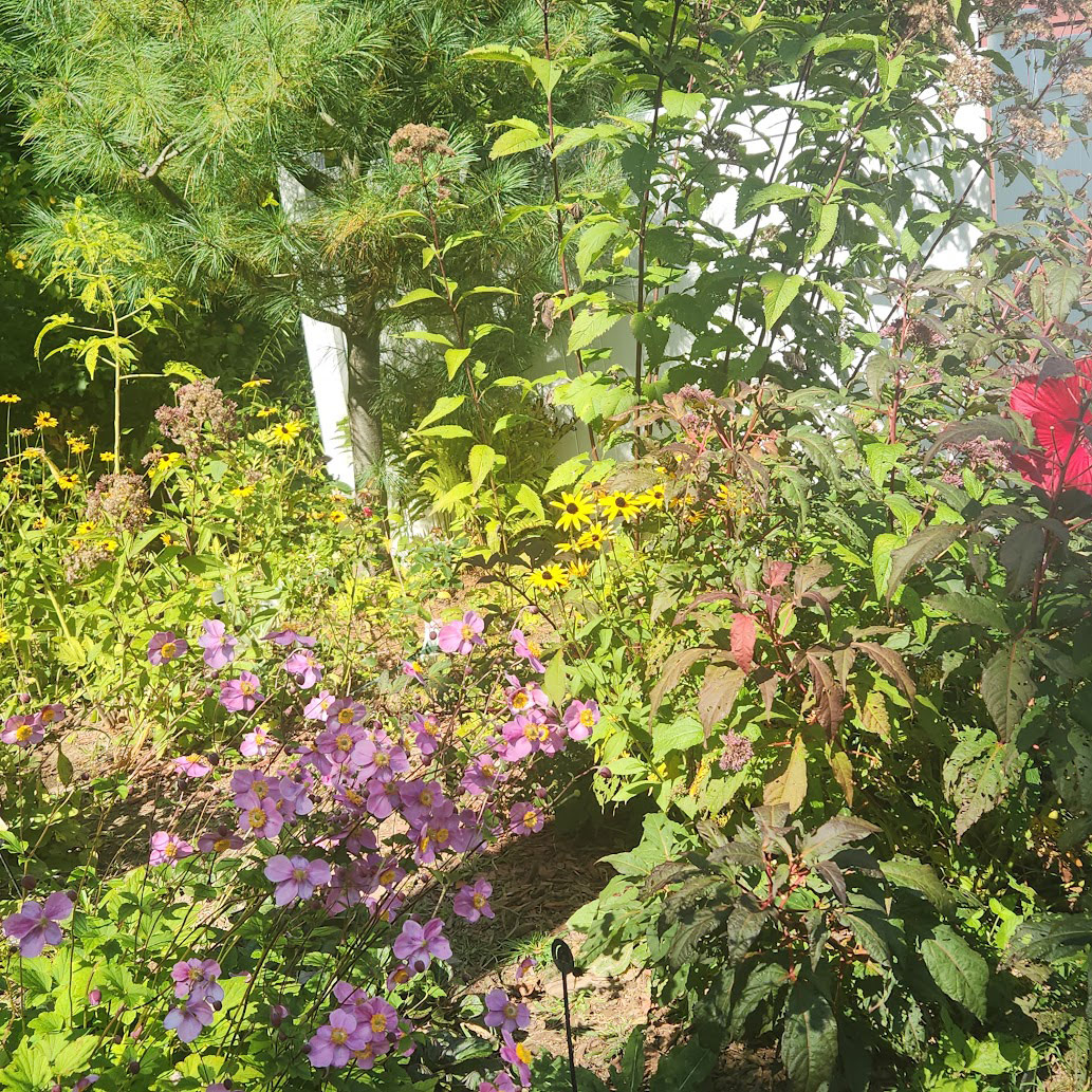 fall garden with purple flowers