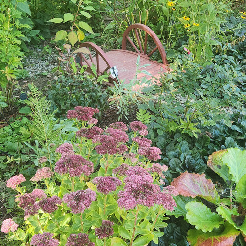 fall garden with pink flowers