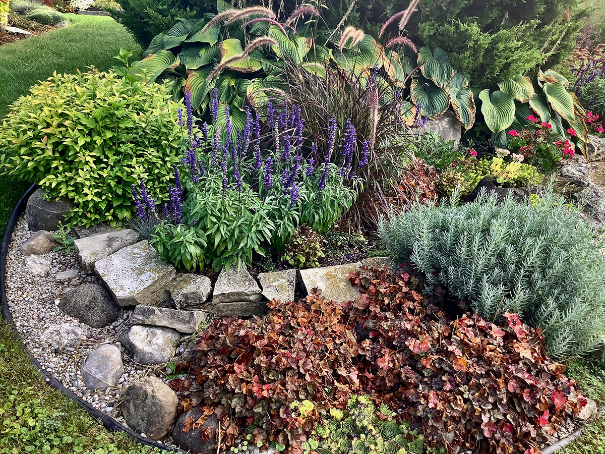 annual blue salvia in front garden bed