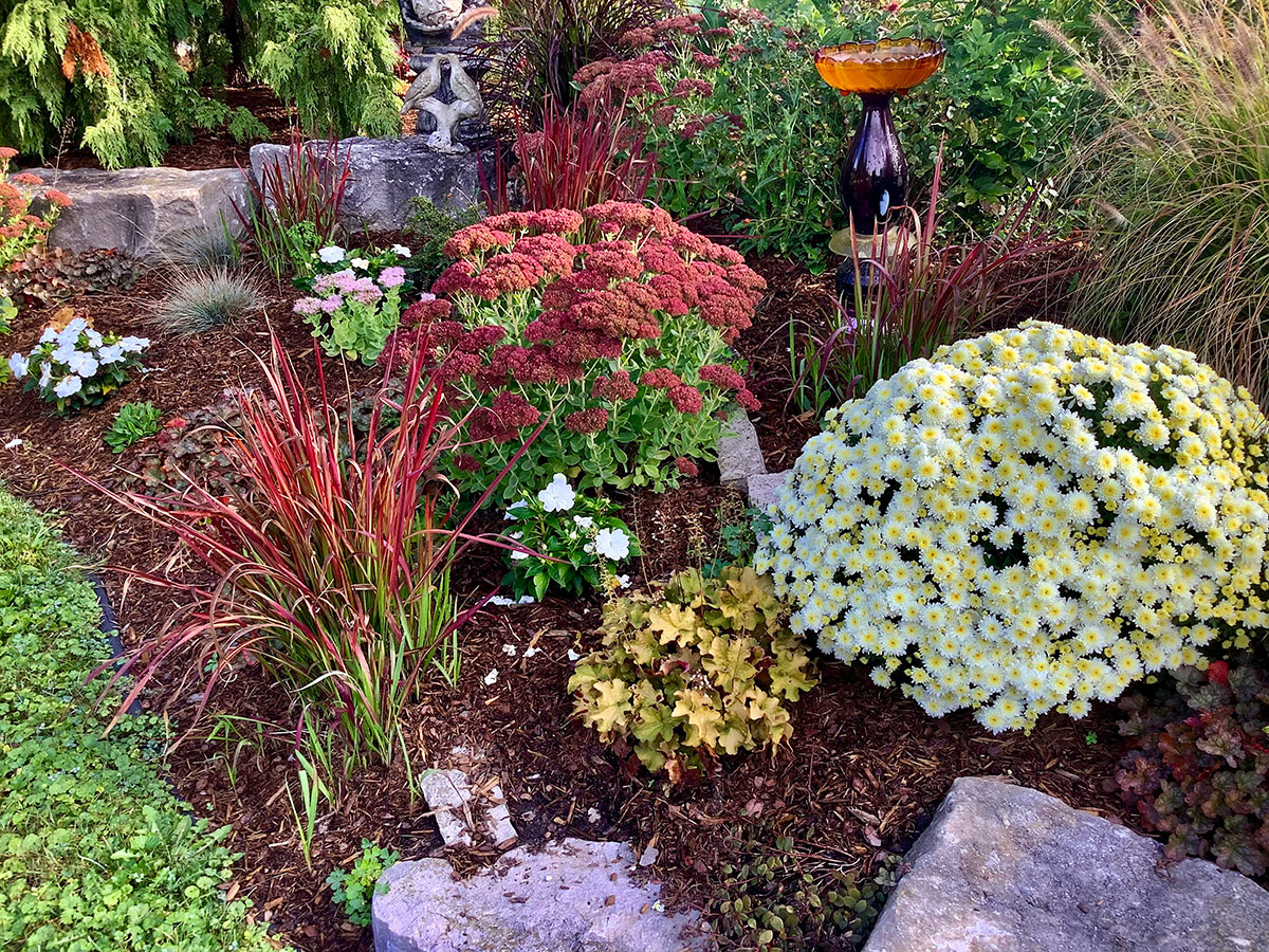 garden bed with young plants