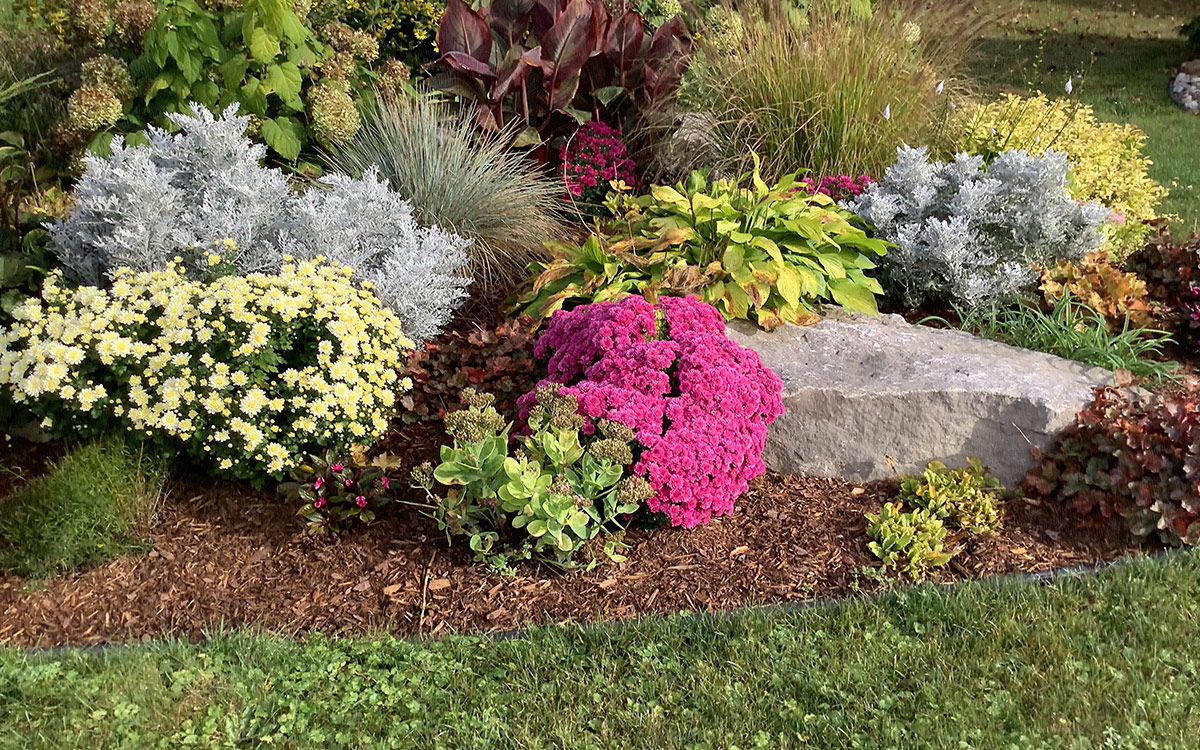 striped cannas behind mums and dusty miller