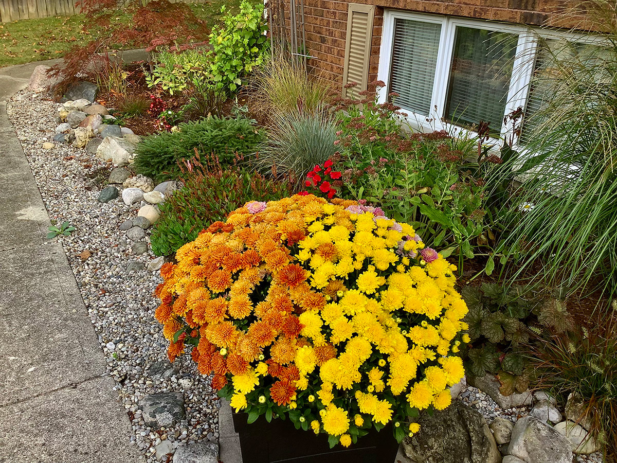 yellow and orange mum in container next to foundation