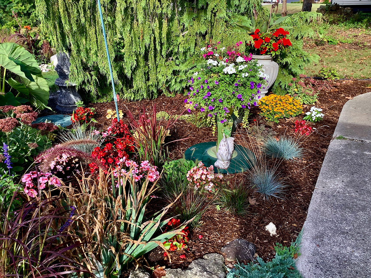 garden with various ornamental grasses