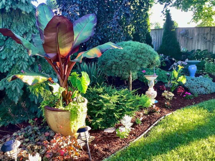 container with banana plant in garden bed