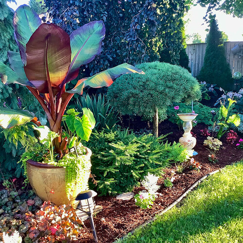 container with banana plant in garden bed