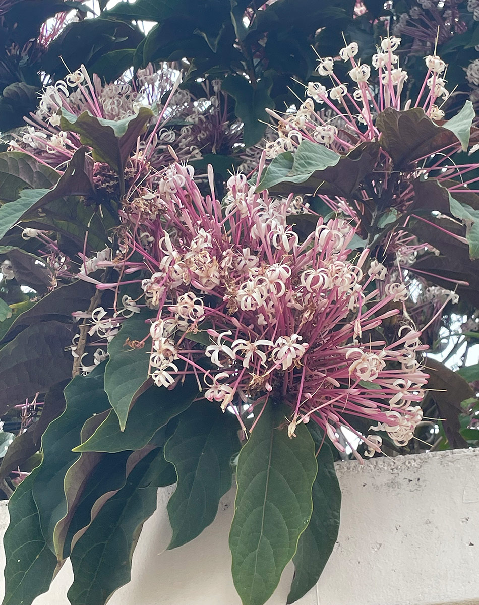 Starburst bush bloom