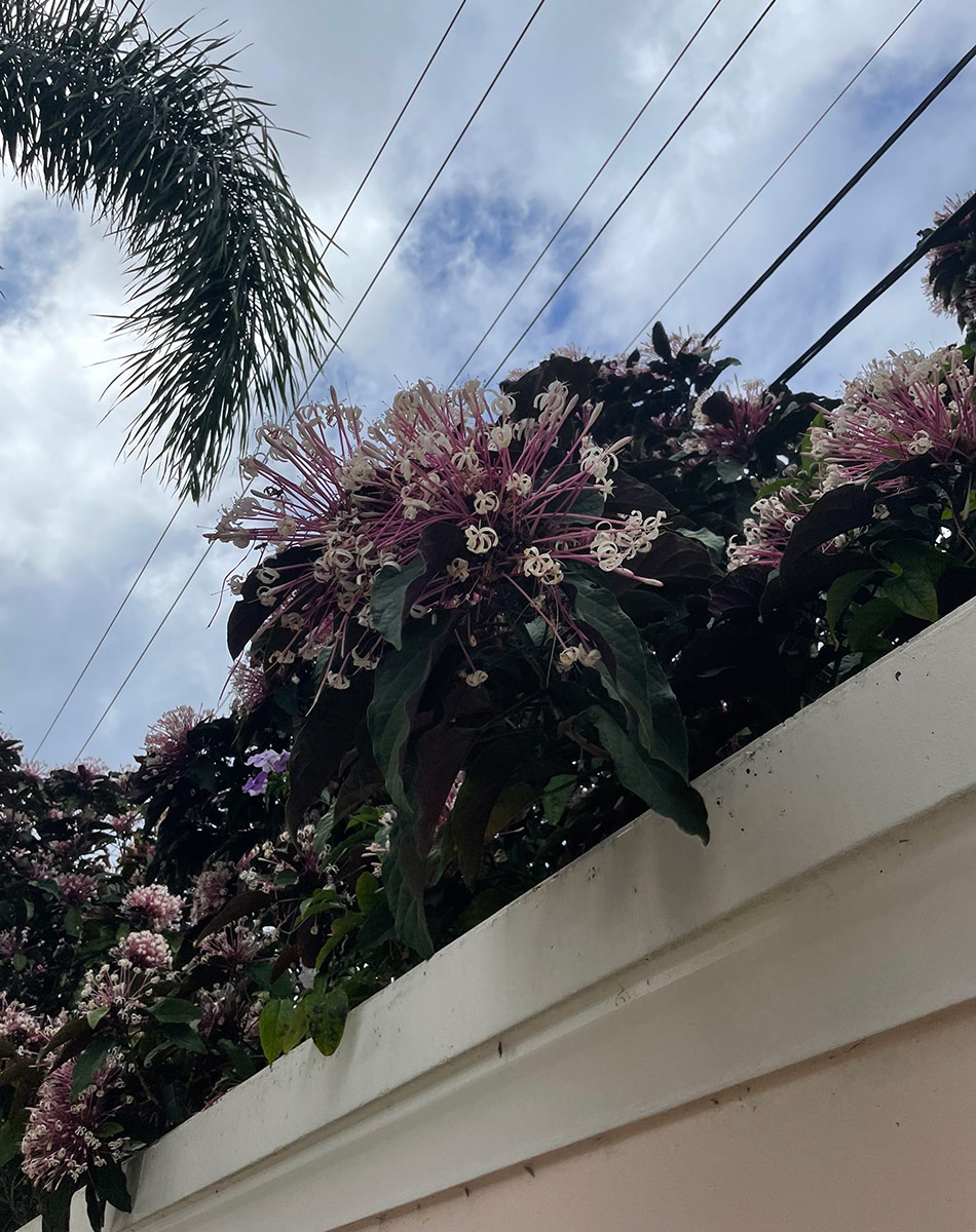 Starburst bush peeking over a wall