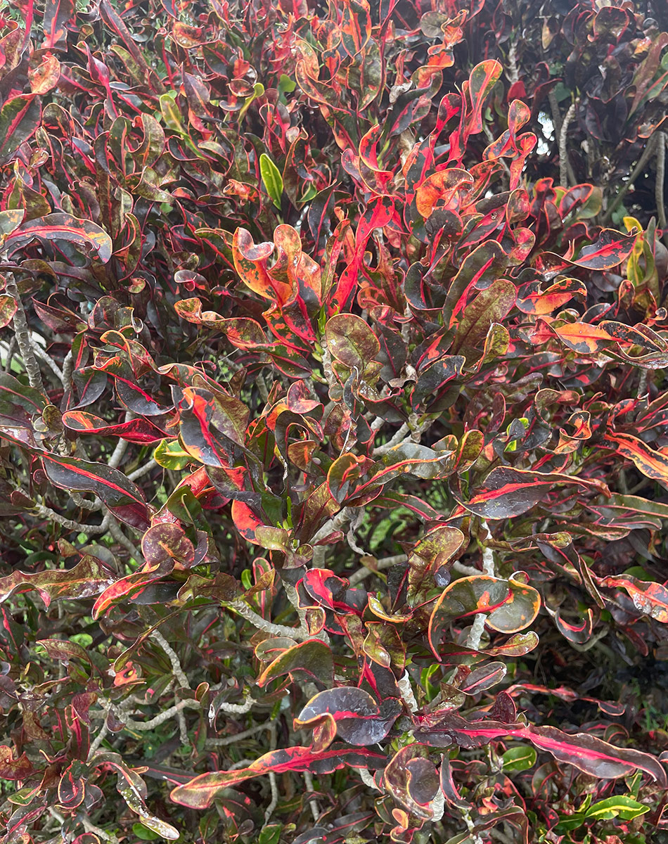 Croton Mammy close up