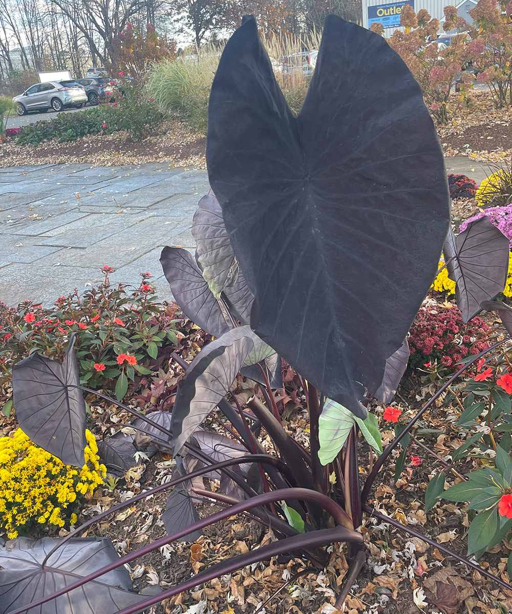 Colocasia esculenta Black Magic