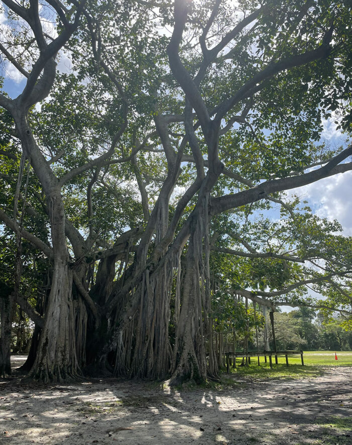 Banyan tree