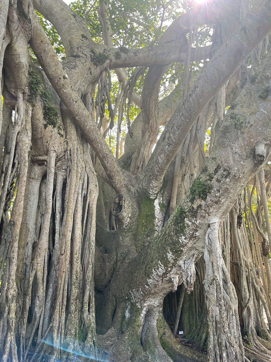 close up of Banyan tree