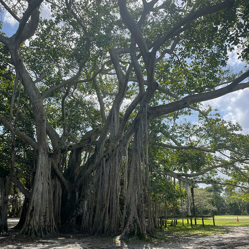 Banyan tree