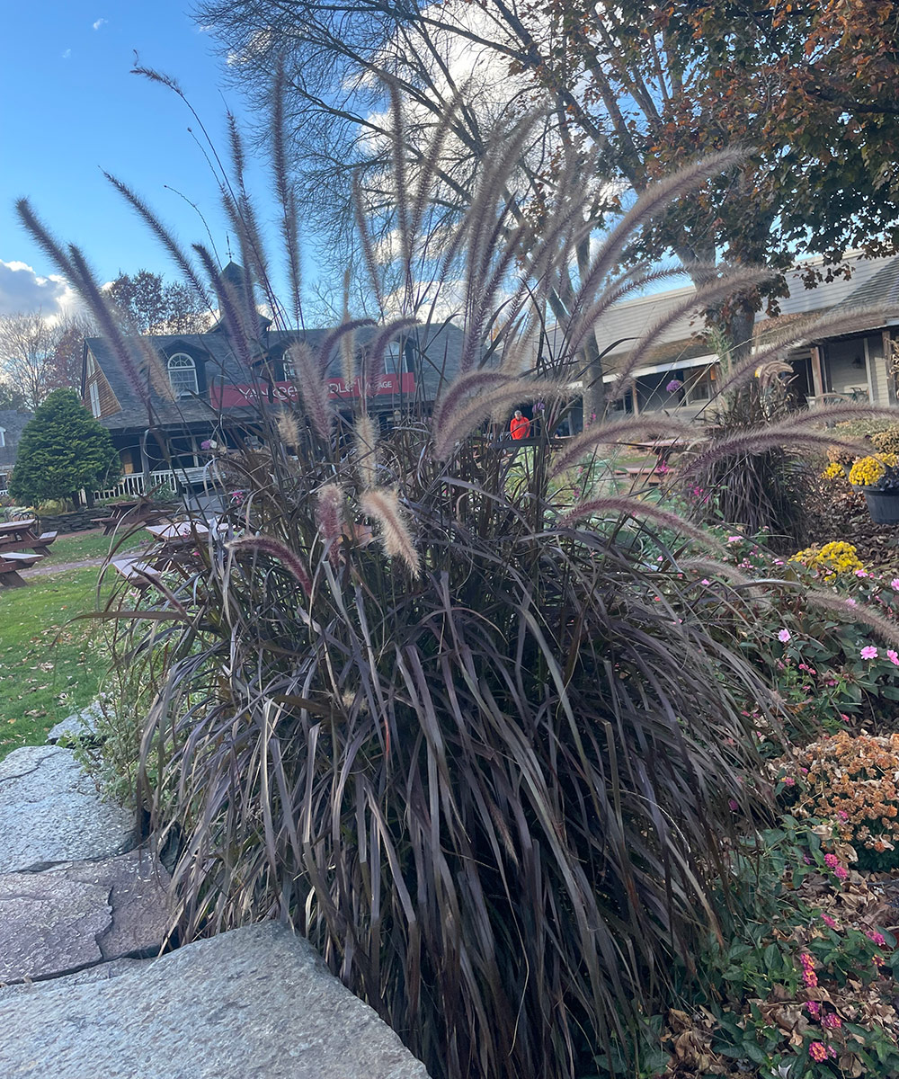 purple fountain grass