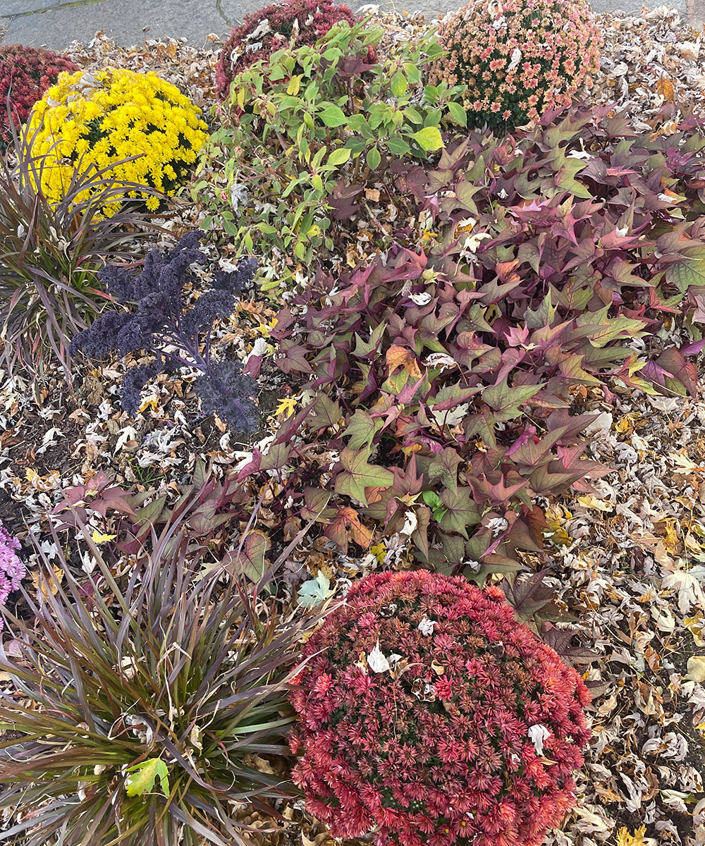 Sidekick Bronze Sweet Potato Vine in fall garden