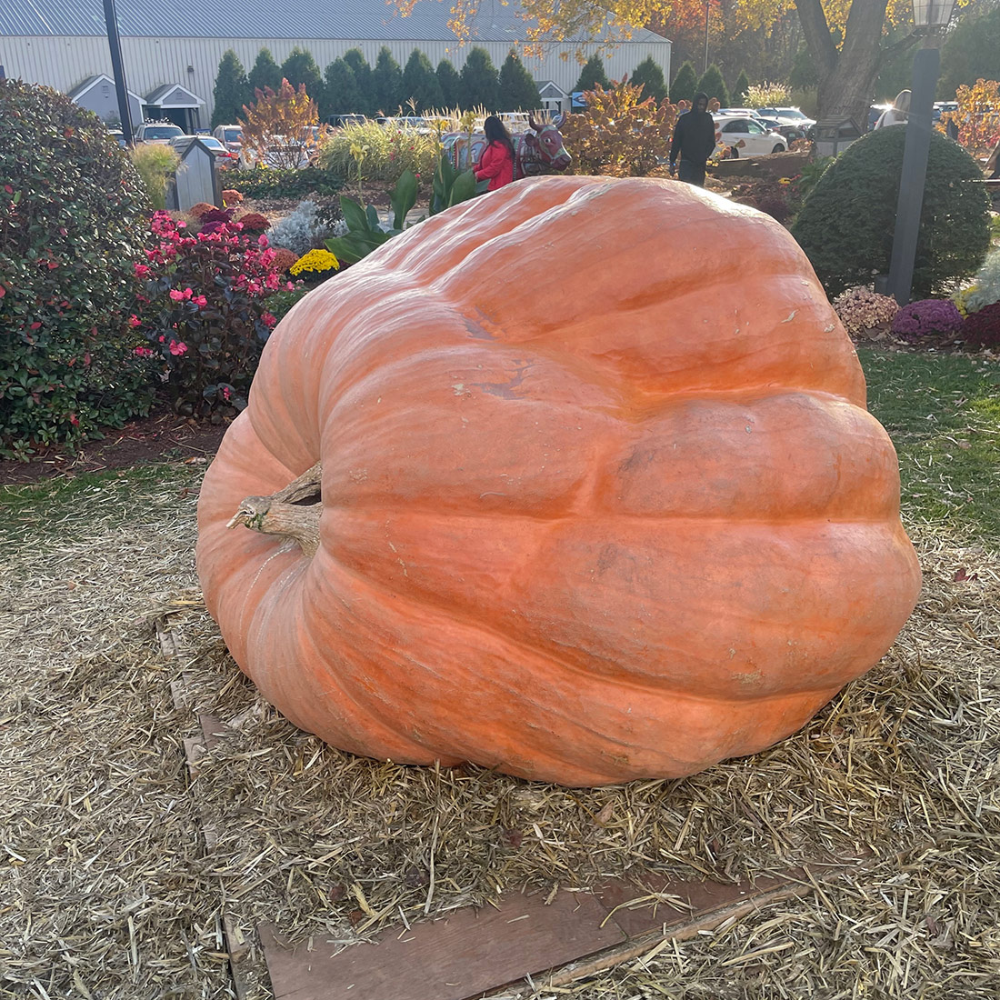 giant pumpkin from the side