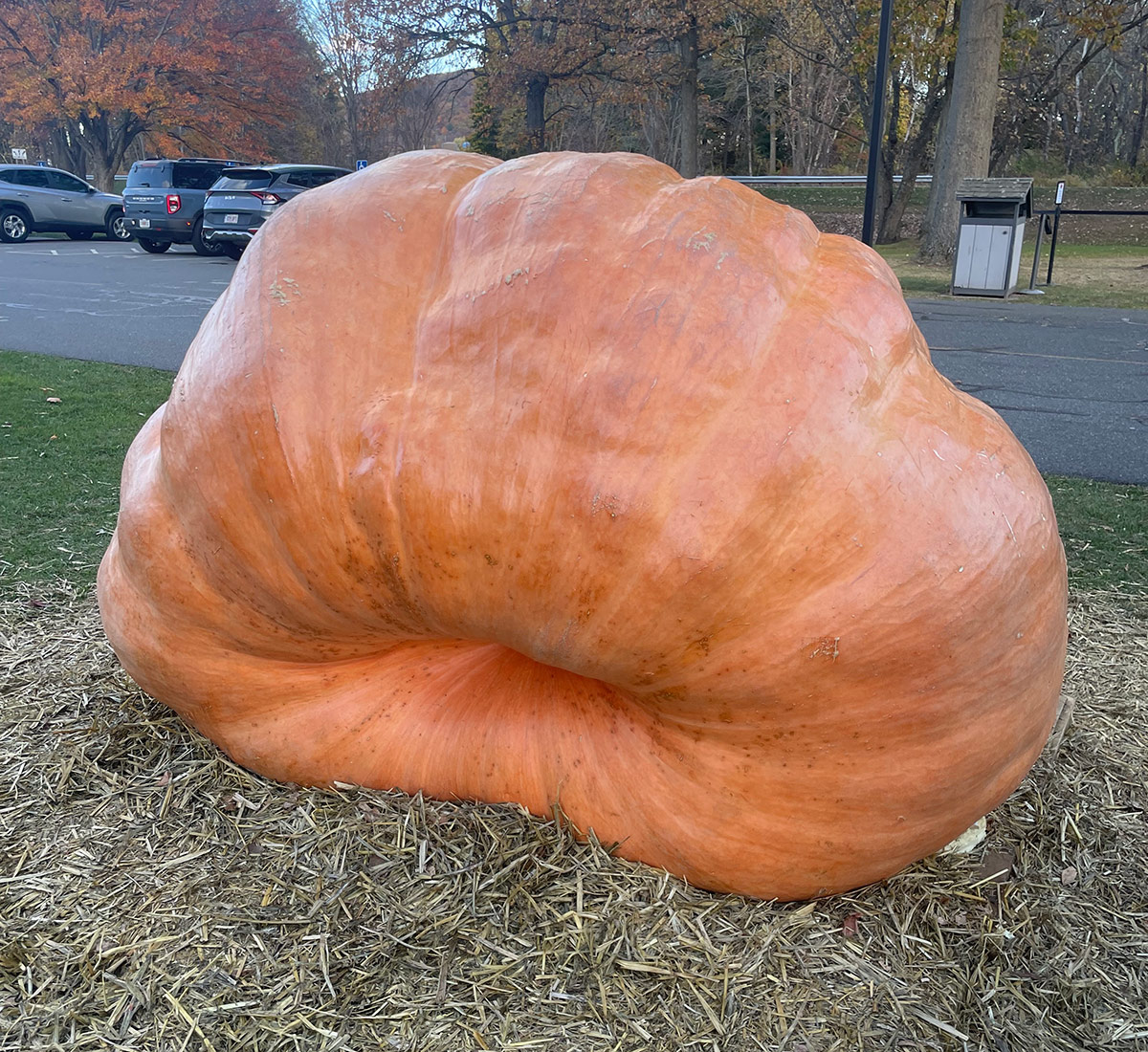 giant pumpkin from behind