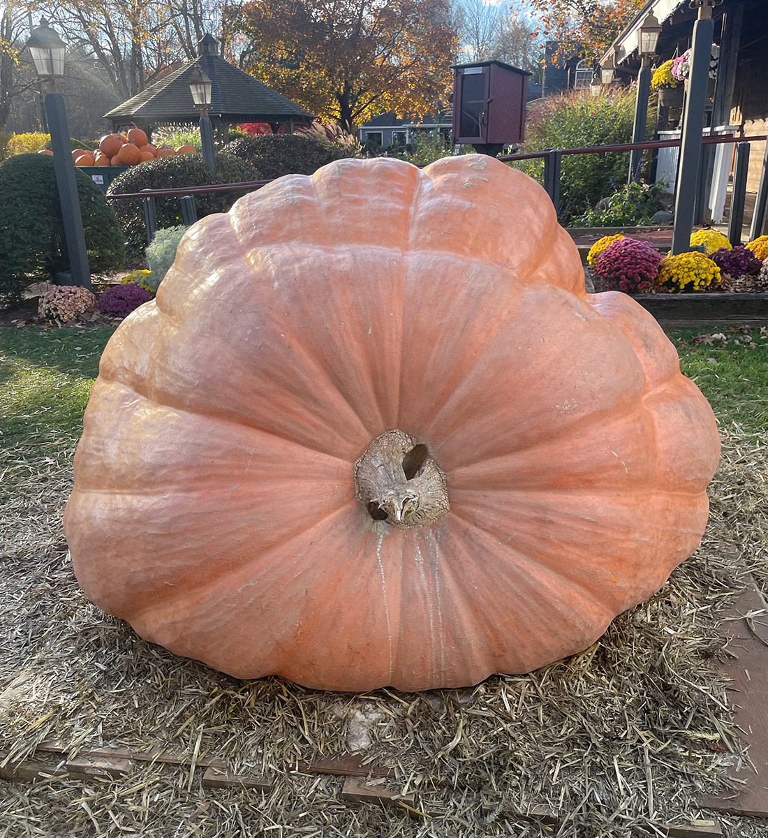 giant pumpkin