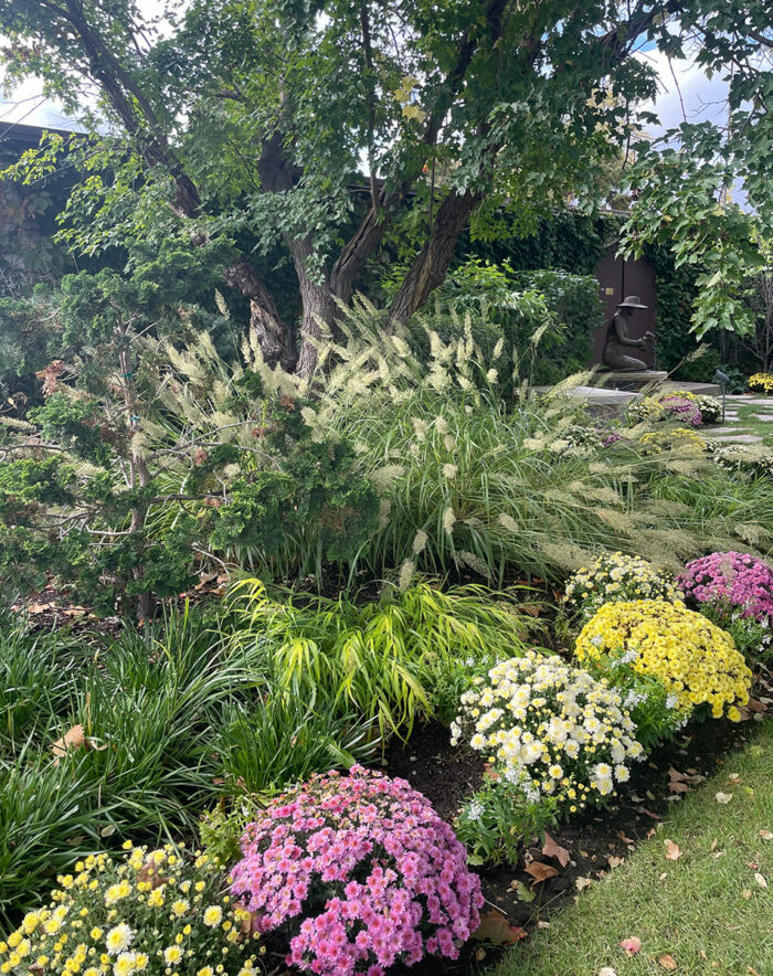 ornamental grass with yellow and purple mums