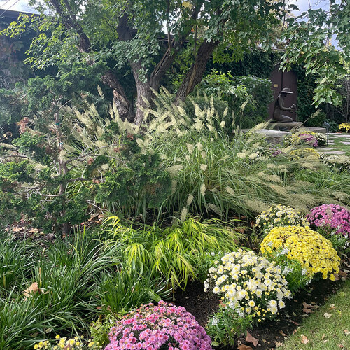 ornamental grass with yellow and purple mums