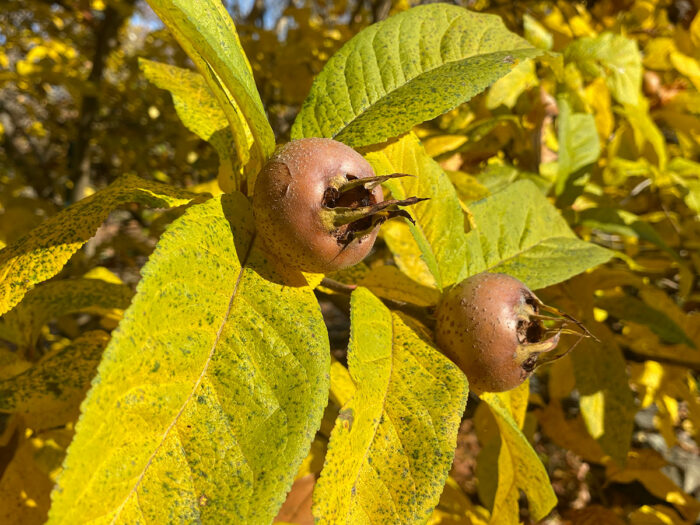 Mespilus germanica fruit