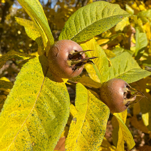 Mespilus germanica fruit