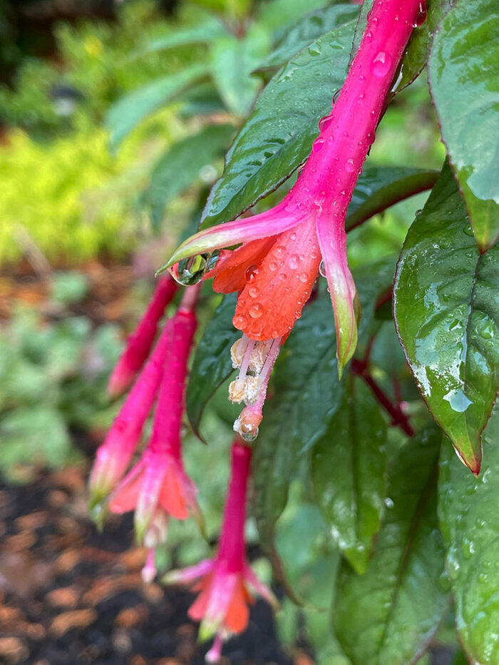 Neon Tricolor Fuchsia