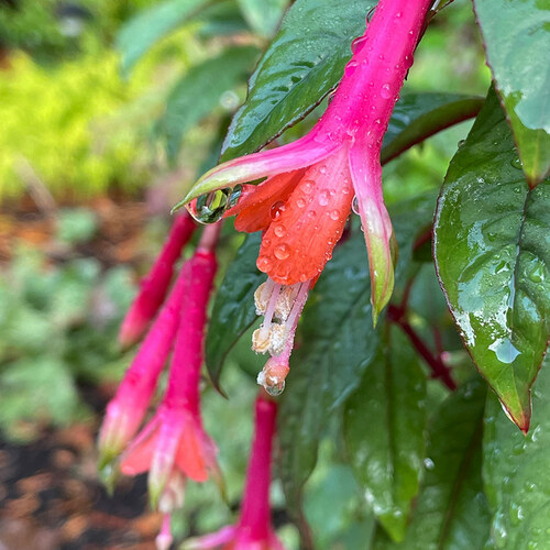 Neon Tricolor Fuchsia