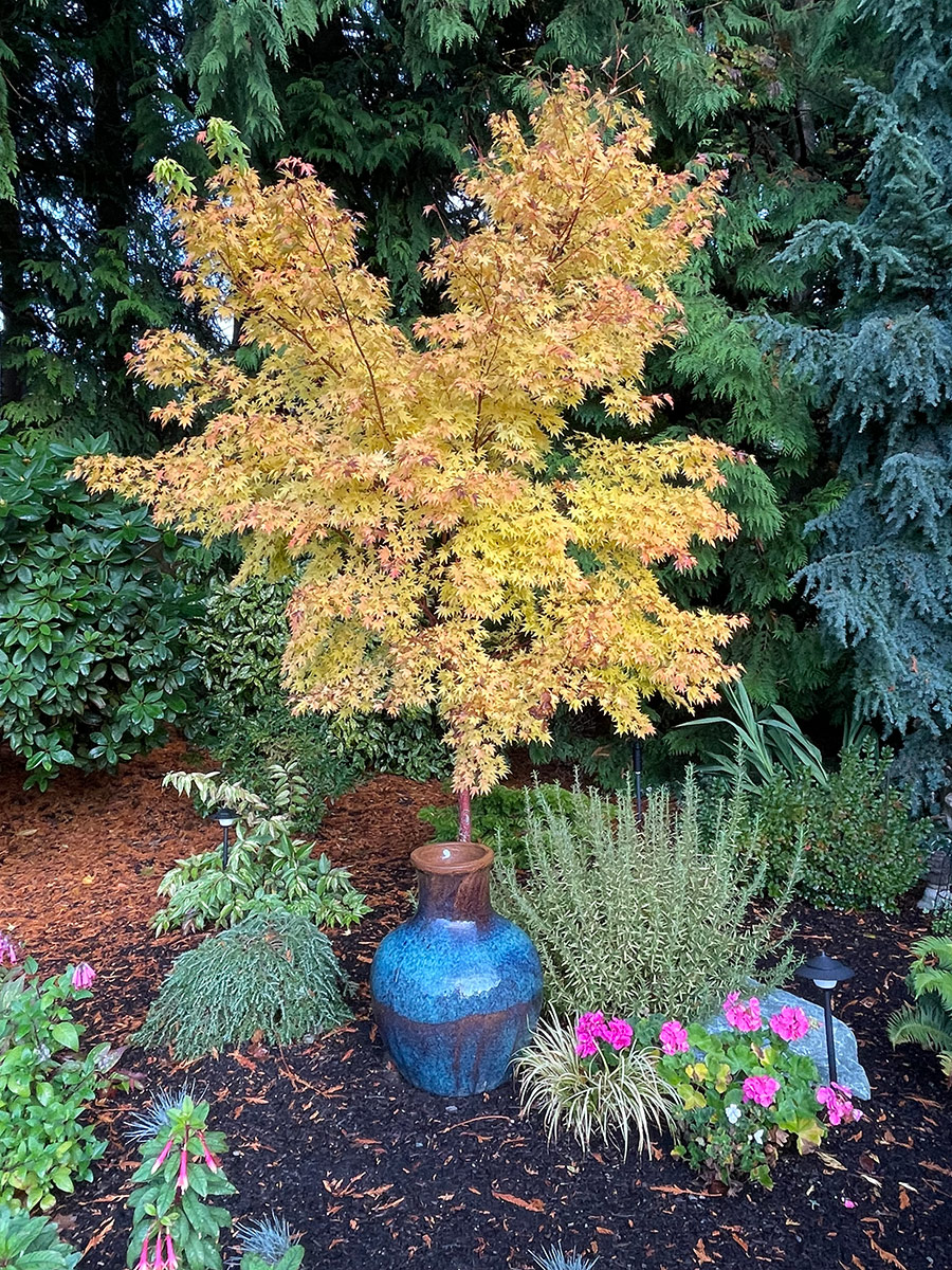 Acer Palmatum Sango Kaku