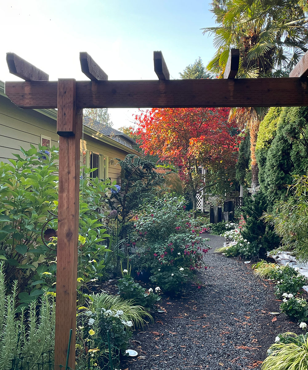 Full Moon Japanese maple behind arbor