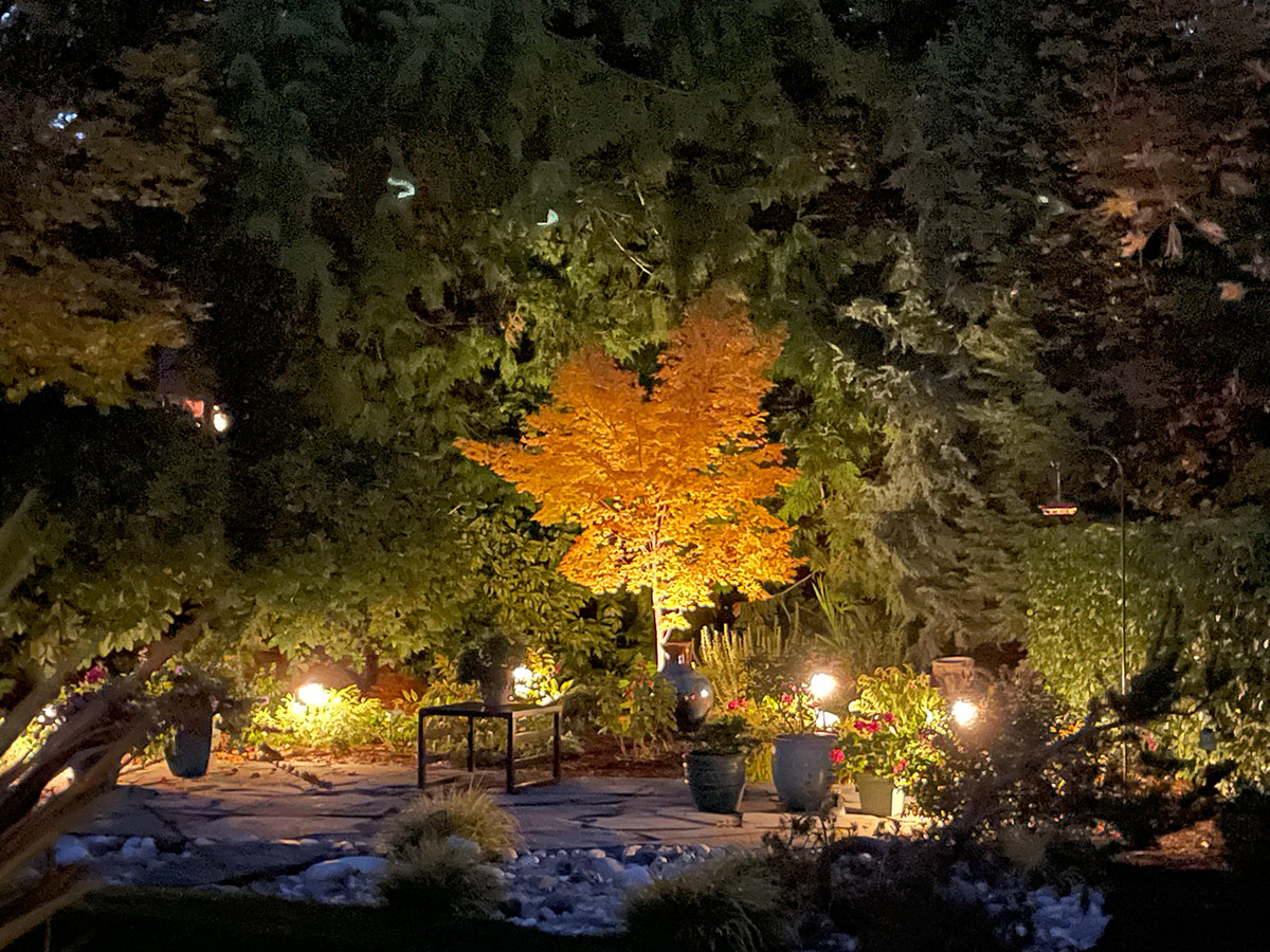 coral bark Japanese maple lit up at night