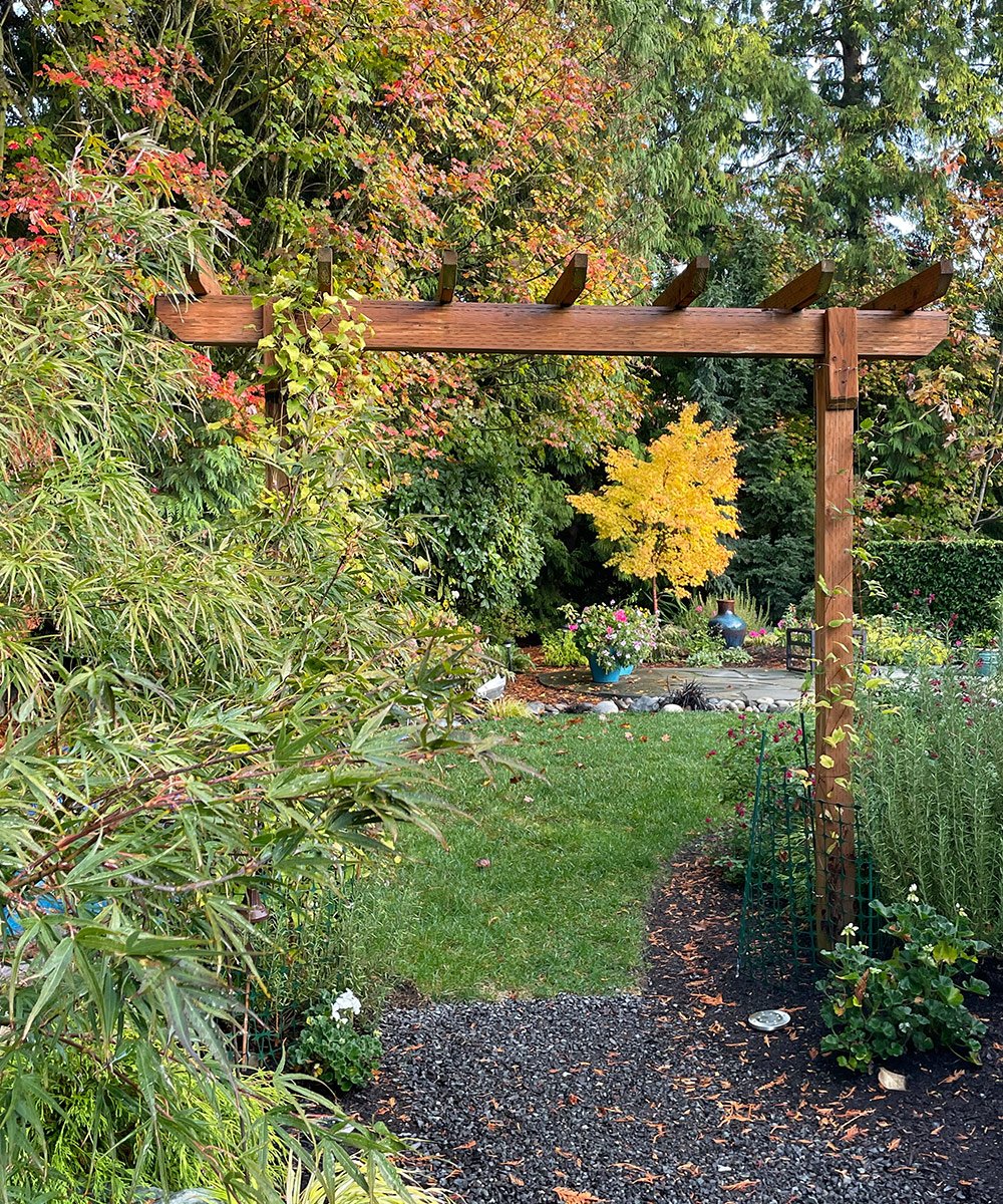 Coral bark maple through arbor