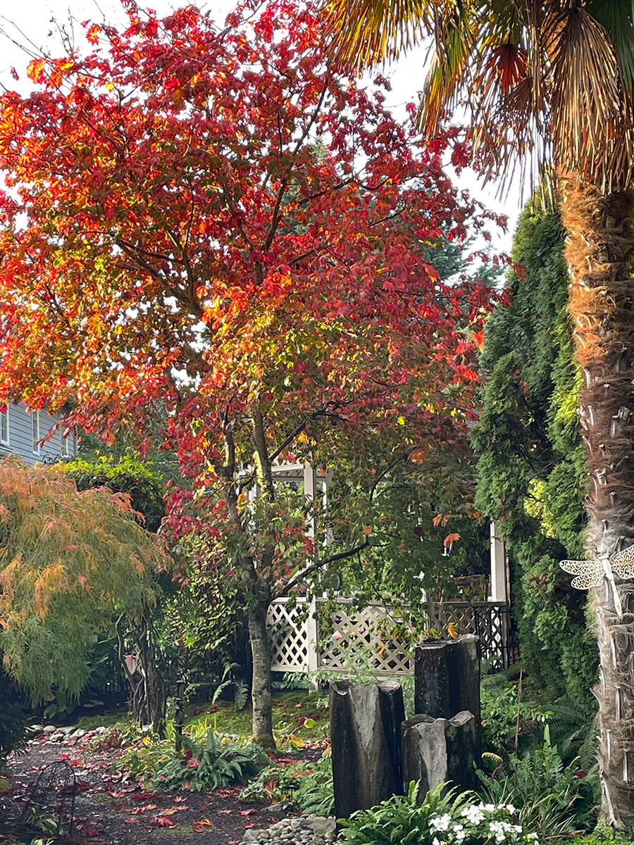 Full Moon Japanese maple in fall