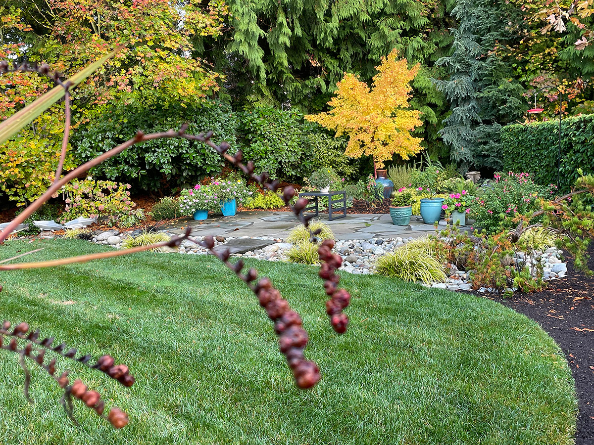 fall garden with seed heads in foreground