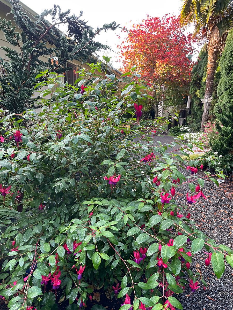 hardy fuchsia in front of full moon maple