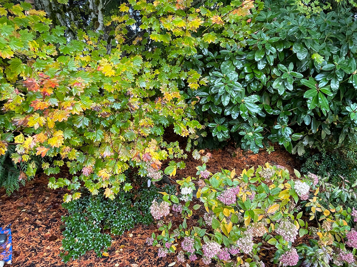 Vine maple with Little Lime hydrangea