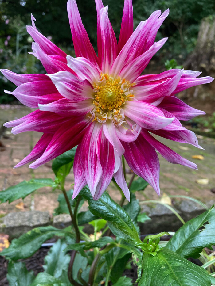 pink and white dahlia bloom