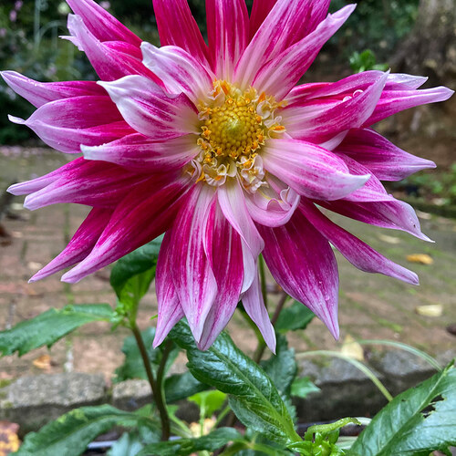 pink and white dahlia bloom