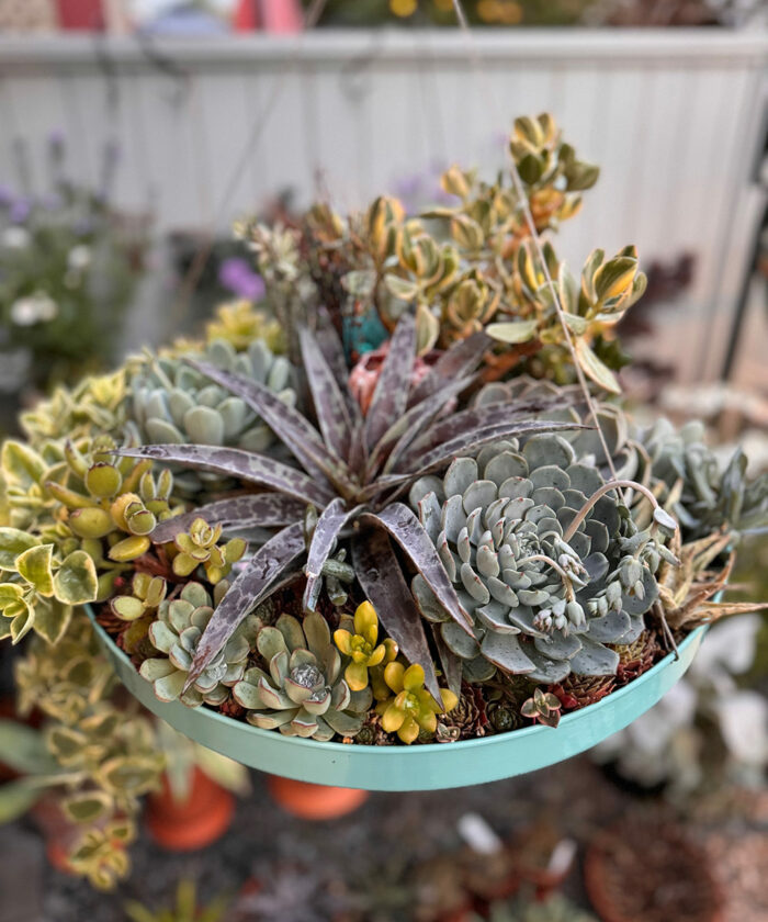 succulent planter with blue-grey plants