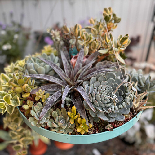 succulent planter with blue-grey plants